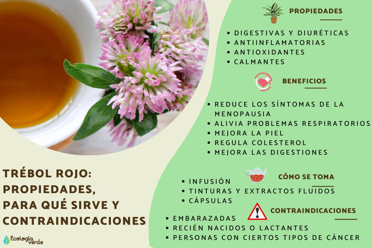 Trébol rojo: propiedades, para qué sirve y contraindicaciones