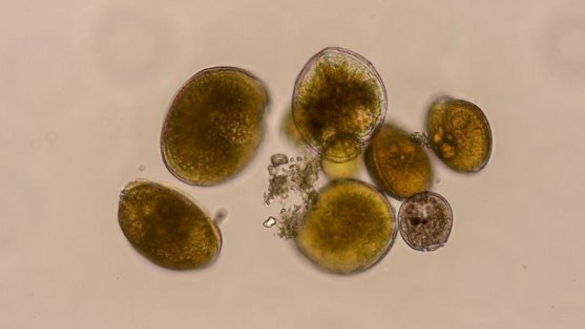 Alerta científica en el Mediterráneo: detectan una microalga tóxica en peces por primera vez en la Península