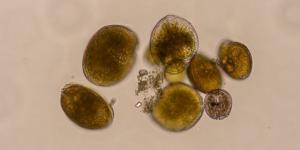 Alerta científica en el Mediterráneo: detectan una microalga tóxica en peces por primera vez en la Península