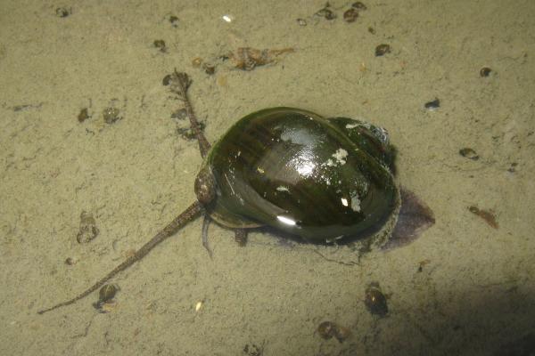 Respiración cutánea: qué es, características y ejemplos de animales - Caracol manzano (Pomacea canaliculata)