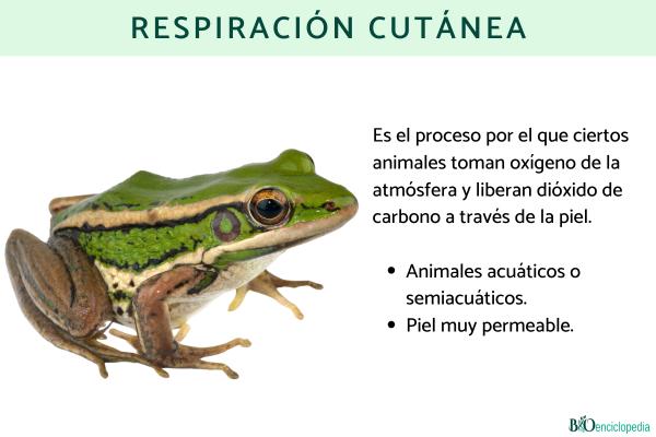Respiración cutánea: qué es, características y ejemplos de animales - Características de la respiración cutánea