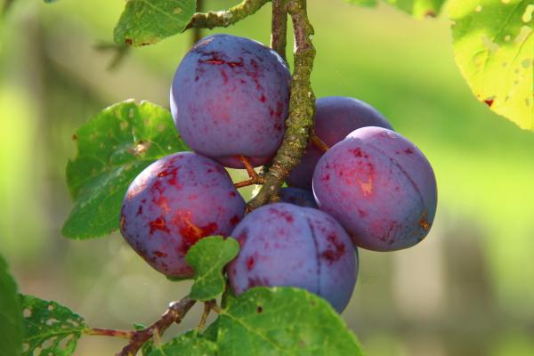 Ciruelas: propiedades, beneficios, cómo se comen y contraindicaciones - ¿Cuáles son los beneficios de las ciruelas?