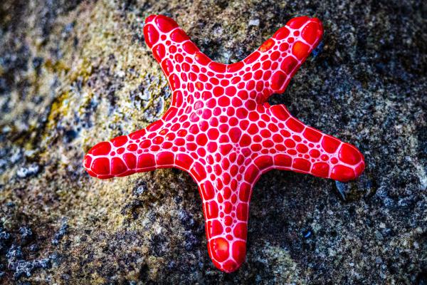 Respiración cutánea: qué es, características y ejemplos de animales - Estrellas de mar (clase Asteroidea)