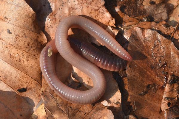 Respiración cutánea: qué es, características y ejemplos de animales - Lombriz de tierra (Lumbricus terrestris)
