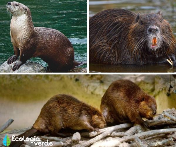 +35 Animales de agua dulce - Mamíferos que habitan en agua dulce