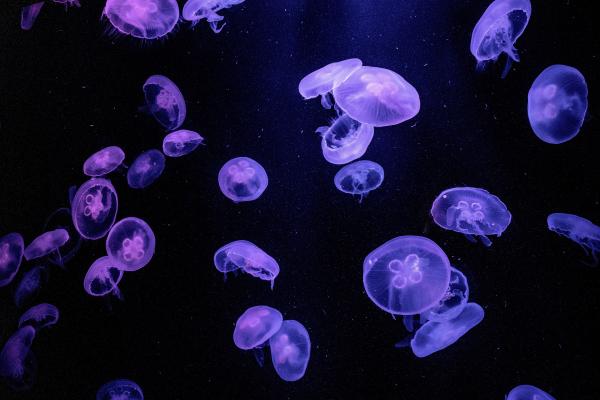 Respiración cutánea: qué es, características y ejemplos de animales - Medusas (phyllum Cnidaria)