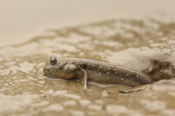 Respiración cutánea: qué es, características y ejemplos de animales - Peces de fango (subfamilia Oxudercinae)