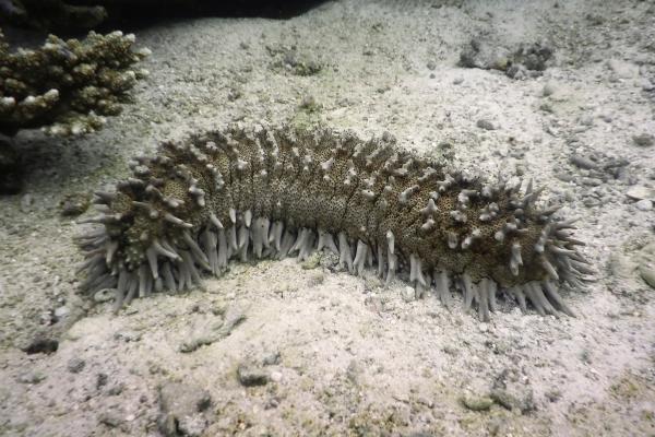 Respiración cutánea: qué es, características y ejemplos de animales - Pepinos de mar (clase Holothuroidea)