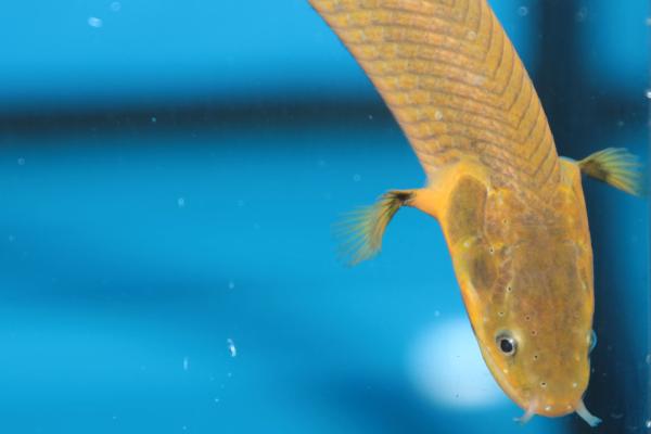 Respiración cutánea: qué es, características y ejemplos de animales - Pez serpiente calamita (Erpetoichthys calabaricus)