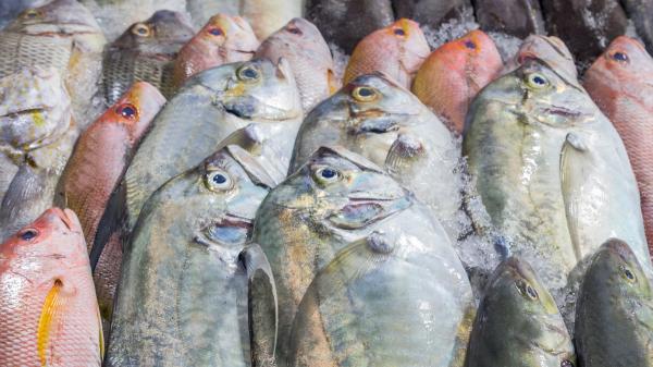 Alerta científica en el Mediterráneo: detectan una microalga tóxica en peces por primera vez en la Península - ¿Qué han detectado los investigadores en los peces y por qué este hallazgo marca un antes y un después?