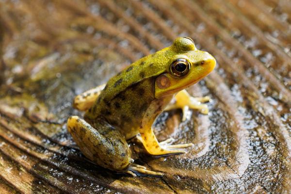 Respiración cutánea: qué es, características y ejemplos de animales - Ranas (orden Anura)