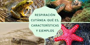 Respiración cutánea: qué es, características y ejemplos de animales