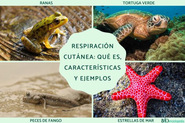 Respiración cutánea: qué es, características y ejemplos de animales