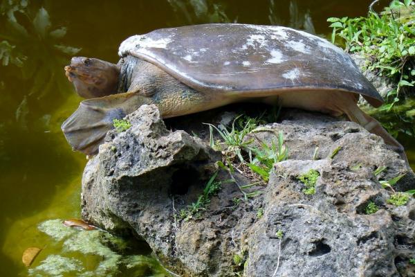Respiración cutánea: qué es, características y ejemplos de animales - Tortuga espinosa de caparazón blando (Apalone spinifera)