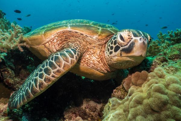 Respiración cutánea: qué es, características y ejemplos de animales - Tortuga verde (Chelonia mydas) 