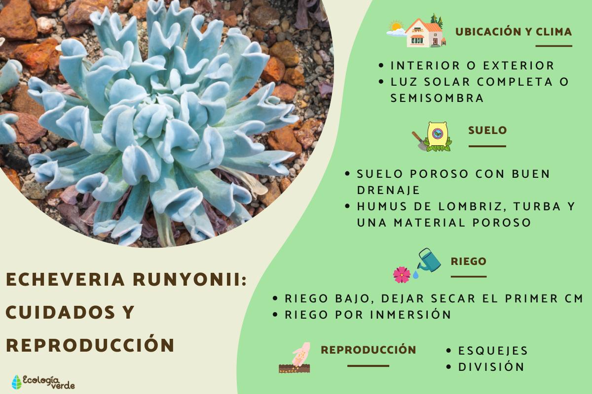 Echeveria runyonii: cuidados y reproducción
