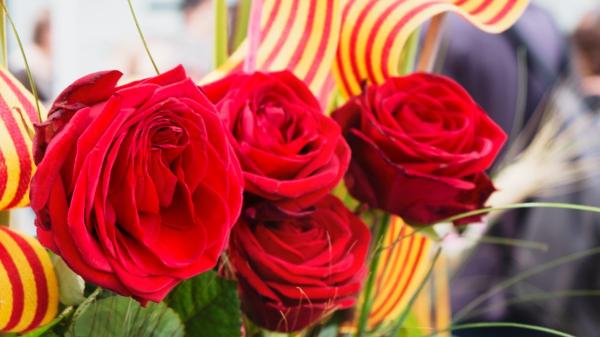 Cómo acertar con la rosa de Sant Jordi para que dure más días, según los floristas