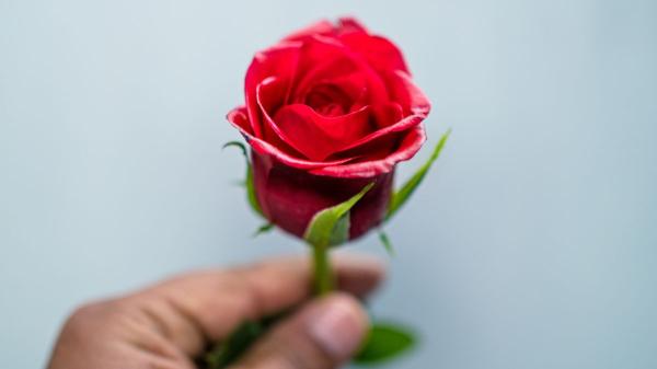 Cómo acertar con la rosa de Sant Jordi para que dure más días, según los floristas - Cómo saber si una rosa es fresca en segundos: el secreto está en los detalles