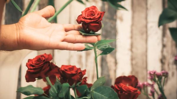 Cómo acertar con la rosa de Sant Jordi para que dure más días, según los floristas - El detalle que casi nadie mira (y es clave): las hojas de las rosas también hablan