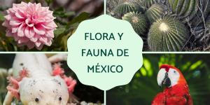 Flora y fauna de México
