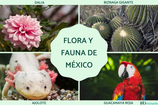 Flora y fauna de México