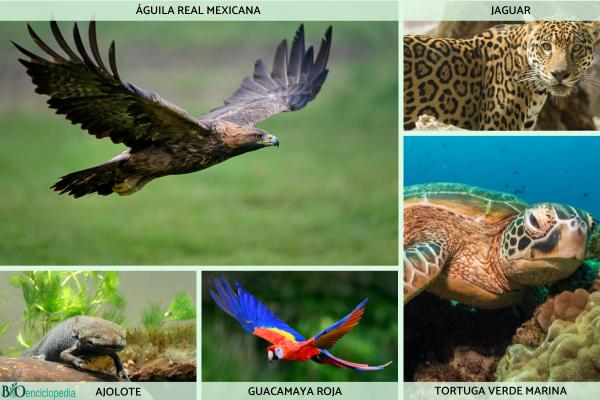 Flora y fauna de México - ¿Qué especies conforman la fauna de México?