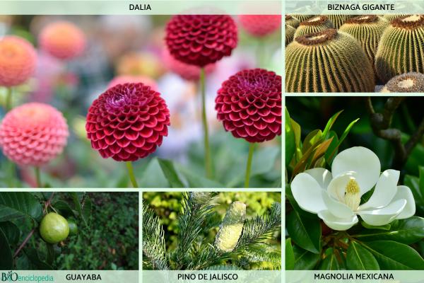 Flora y fauna de México - ¿Qué especies conforman la flora de México?