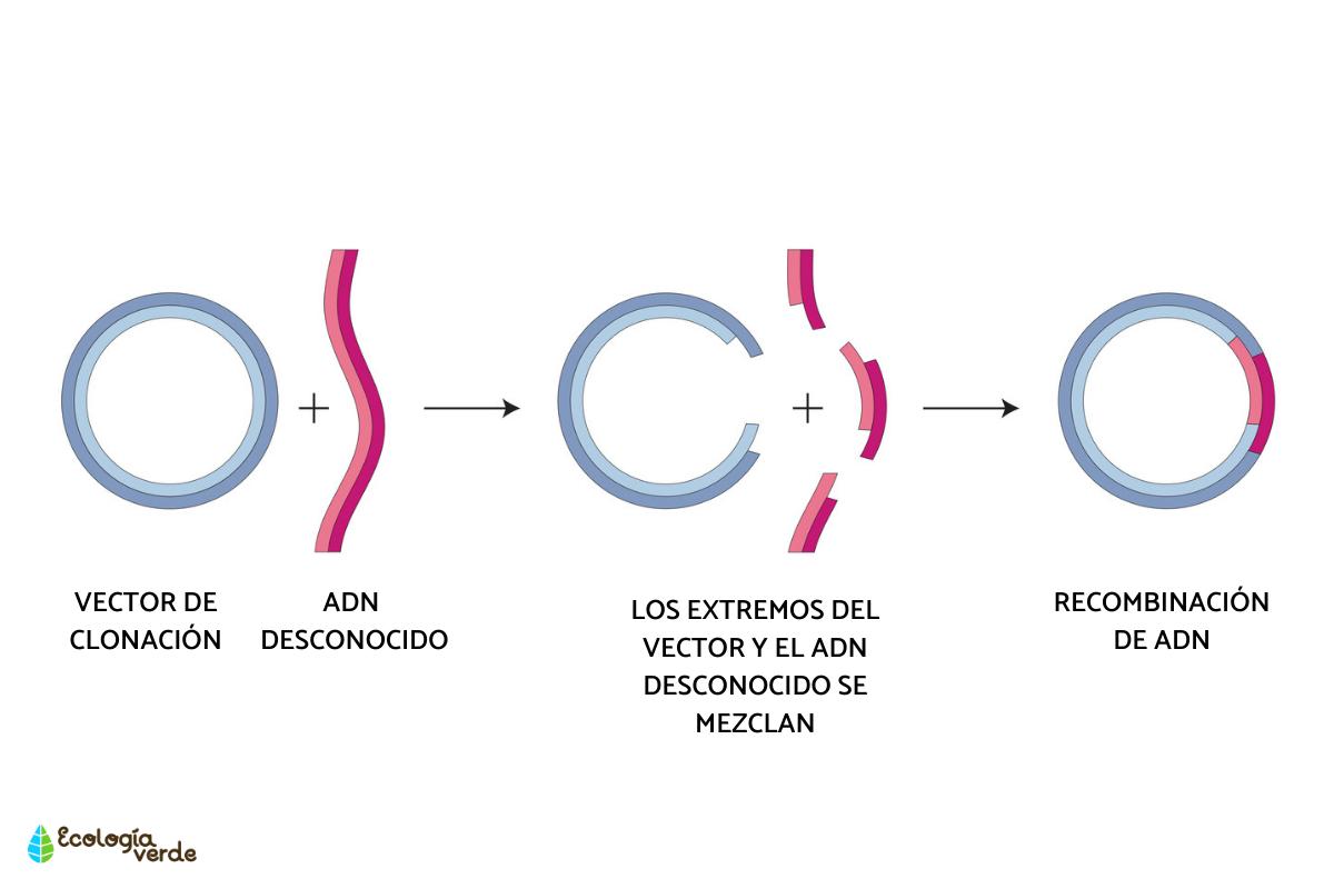 Recombinación genética: qué es y tipos