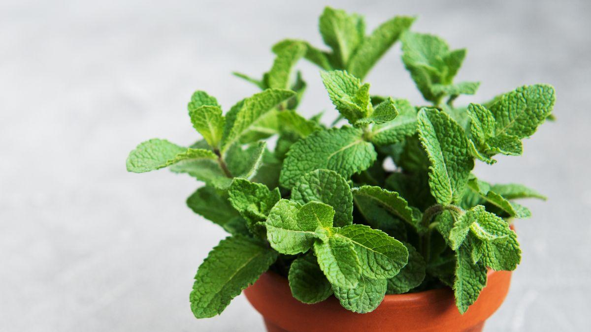 Adiós a las cucarachas: estas 5 plantas las mantienen alejadas de forma natural y estos son sus cuidados
