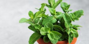 Adiós a las cucarachas: estas 5 plantas las mantienen alejadas de forma natural y estos son sus cuidados