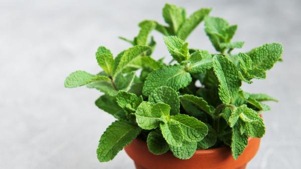 Adiós a las cucarachas: estas 5 plantas las mantienen alejadas de forma natural y estos son sus cuidados
