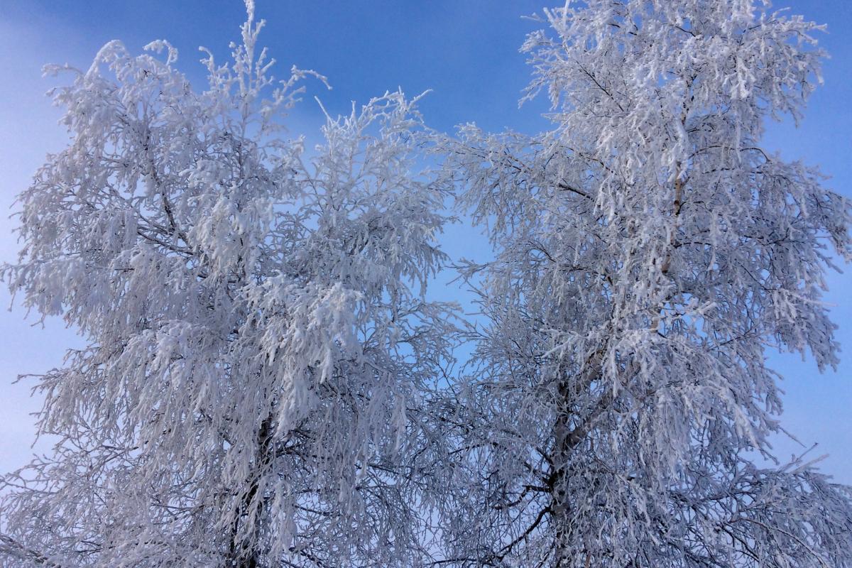 Cencellada: qué es, cómo se forma y tipos