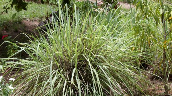 Seis plantas que ahuyentan a las cucarachas: fáciles de cuidar, decorativas y muy efectivas - Citronela, su intenso aroma cítrico también puede ayudar a mantenerlas alejadas