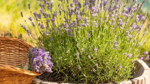 Adiós a las cucarachas: estas 5 plantas las mantienen alejadas de forma natural y estos son sus cuidados - Lavanda: aroma agradable para ti, molesto para ellas
