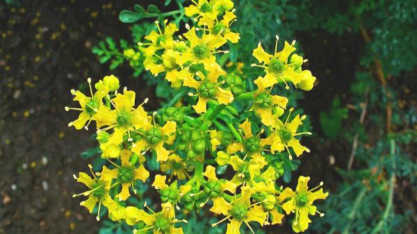 Adiós a las cucarachas: estas 5 plantas las mantienen alejadas de forma natural y estos son sus cuidados - Ruda: una planta tradicionalmente asociada a la protección del hogar