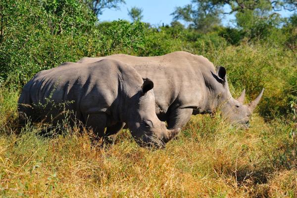 Rinoceronte blanco - Alimentación del rinoceronte blanco 