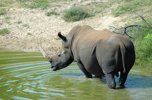 Rinoceronte blanco - Dónde vive el rinoceronte blanco