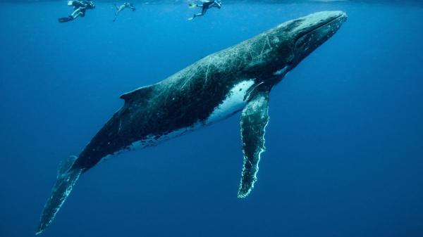 Los científicos lo celebran: un estudio revela que las ballenas están dando signos de recuperación en el sureste del Atlántico - El hallazgo que confirma el regreso de las ballenas al sureste del Atlántico