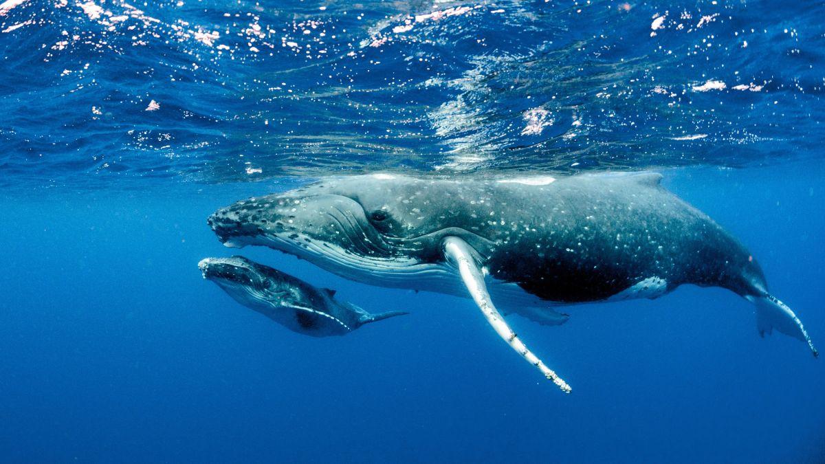 Los científicos lo celebran: un estudio revela que las ballenas están dando signos de recuperación en el sureste del Atlántico