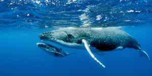 Los científicos lo celebran: un estudio revela que las ballenas están dando signos de recuperación en el sureste del Atlántico