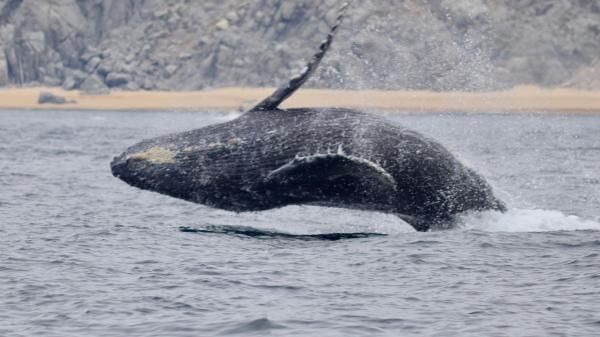Los científicos lo celebran: un estudio revela que las ballenas están dando signos de recuperación en el sureste del Atlántico - No solo las ballenas azules: otras especies también muestran signos de recuperación