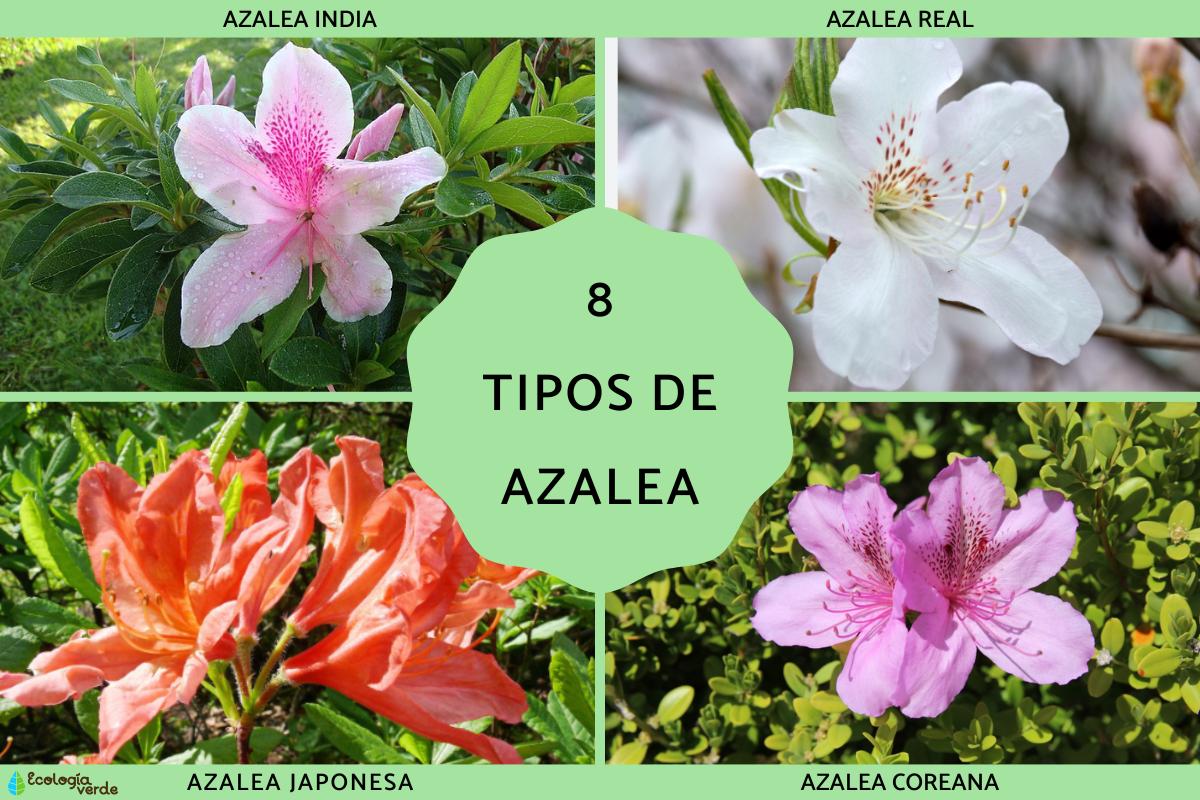 Tipos de azalea