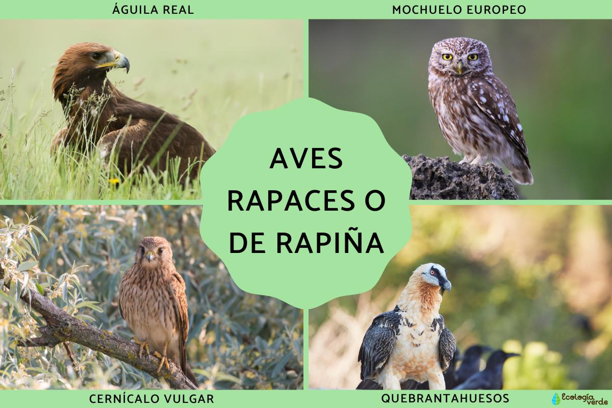 Aves rapaces o de rapiña: tipos, nombres y fotos