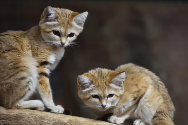 Gato del desierto o gato de las arenas - Características del gato del desierto o gato de las arenas