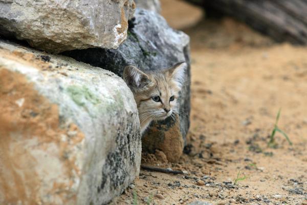 Gato del desierto o gato de las arenas - Comportamiento del gato de las arenas