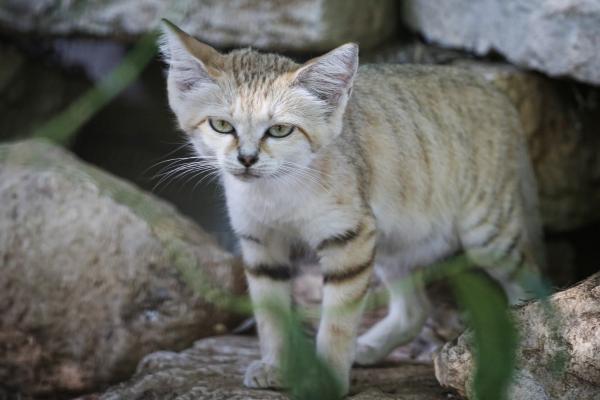 Gato del desierto o gato de las arenas - ¿Está en peligro de extinción el gato del desierto o gato de las arenas?