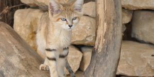 Gato del desierto o gato de las arenas
