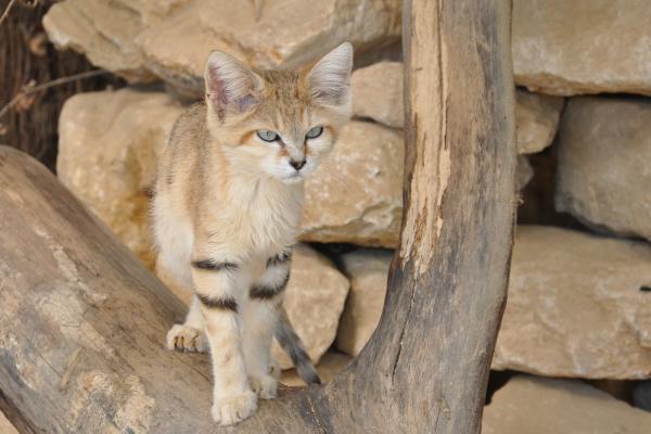Gato del desierto o gato de las arenas