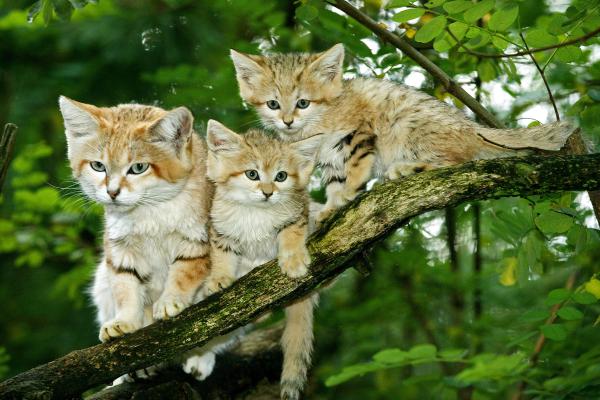 Gato del desierto o gato de las arenas - Reproducción del gato del desierto