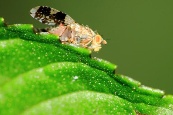 ¿Los insectos duermen? - Cómo duermen los insectos